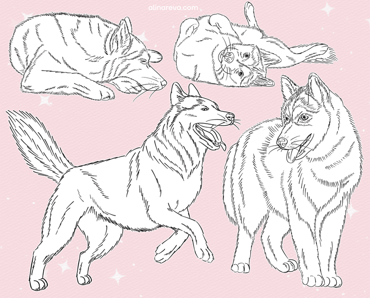 Procreate dogs brushes. Procreate dog husky