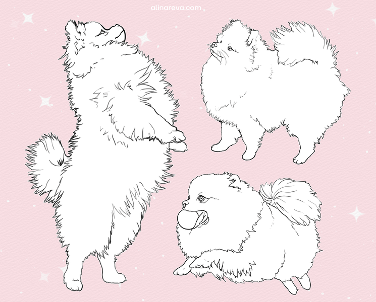 Procreate Spitz dog brushes. Кисти шпиц собака 70SpitzDog фото