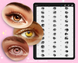 Procreate 55 Female Eye brushes. Procreate eyes portrait stamps